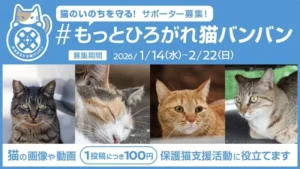 11年目の「のるまえに #猫バンバン」は猫のSNS投稿で地域の猫の支援を応援する新アクションを始動　「#もっとひろがれ猫バンバン」1月14日（水）より投稿募集スタート