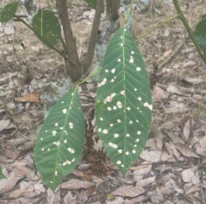 横浜ゴム、天然ゴムの持続可能な生産・利用を目指す国際共同研究に協力