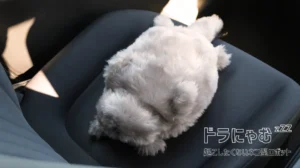 quantum、トヨタ・モビリティ基金と、ドライバーの安全運転意識を高める“起こしたくない猫型ロボット”「ドラにゃむ」の実証実験を実施